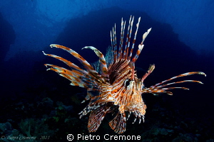 Lionfish by Pietro Cremone 